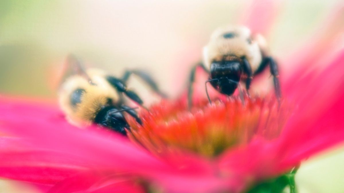 Včely uspořádávají počty věcí zleva doprava, tvrdí studie